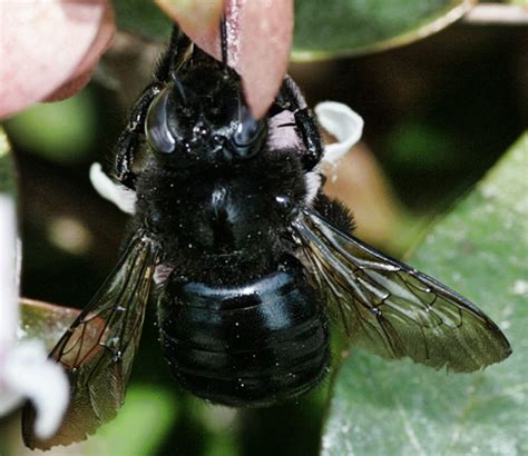 Large Black Bee Xylocopa Tabaniformis Bugguidenet