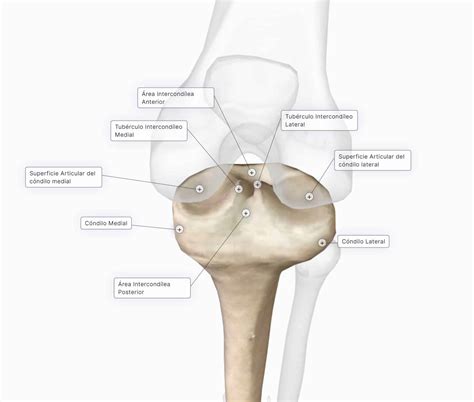 Articulación De La Rodilla 🔹curso AnatomÍa Paradigmia