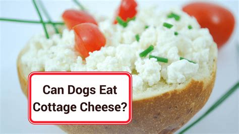 Most cheeses are fine for dogs to eat, provided it is in moderation. Can Dogs Eat Cottage Cheese? - Smart Dog Owners