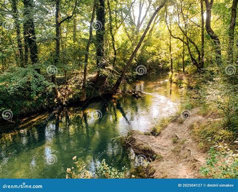 Beautiful Forest River And Green Forest Landscape Stock Image Image