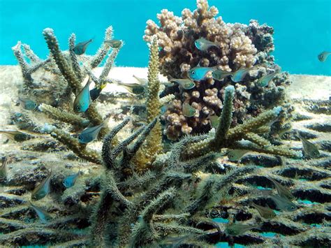 The 1 Billion Great Barrier Reef Funding Is Nonsensical Australians