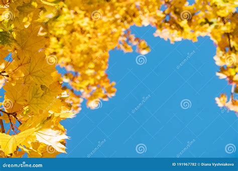 Yellow Leaves On The Tree On Sunny Warm Autumn Day Stock Photo Image