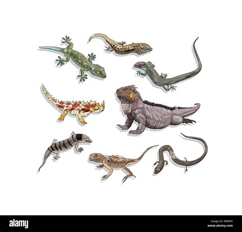 Types Of Lizards Stock Photo Alamy