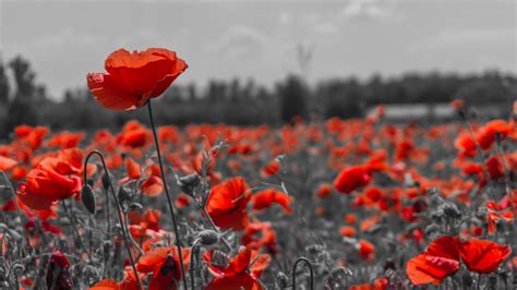 Up and down the uk, wreaths were laid and two minutes' silence observed. The Middle: Remembering Remembrance Day - The Orca