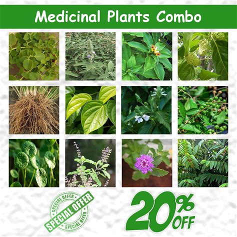 Medicinal Plants Combo Santhi Online Plants Nursery
