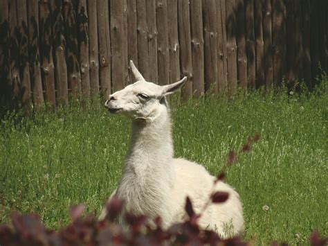 White Llama Lying On Green Grass Under Sunny Sky During Daytime · Free