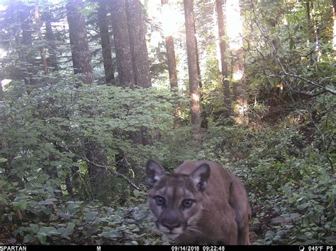 Cougar Encounter Near Corvallis Renews Debate Over Big Cats In Oregon Kval