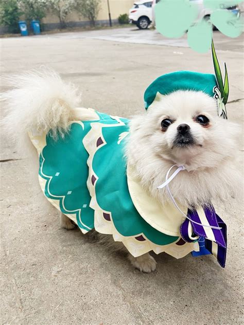 Venti Cosplay Costume For Pets Genshin Impact Pets Cosplay Etsy