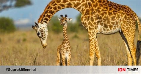 Tebak gambar, challenging imagination, logic and reason. Jawaban Tebak Gambar Jumlah Binatang Pada Gajah - Tebak Gambar