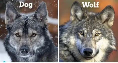 Are Wolves Teeth Different From Dogs