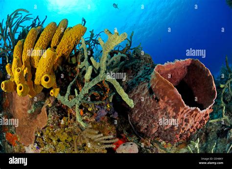 Colourful Tube Sponge Hi Res Stock Photography And Images Alamy