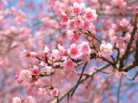 How To Grow A Flowering Cherry Tree Lovethegarden