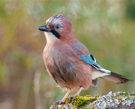 Сойка описание птицы среда обитания чем питается сколько живет