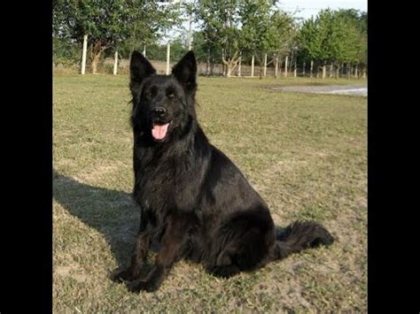 German shepherds are so adaptable and intelligent that they have performed just about every job known to dogs. Apr 2019: Black German Shepherd Puppies in India Heavy ...