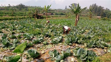 MUSIM KEMARAU PETANI SAYURAN DI KABUPATEN MAGELANG MERUGI Pemerintah