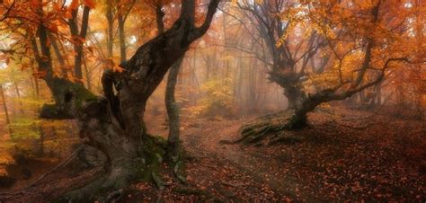 2856688 Nature Landscape Forest Path Fall Leaves Mist Trees Moss