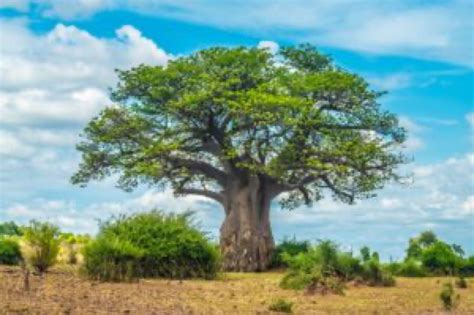 Is the Famous Baobab Tree Under Threat from Climate Change?