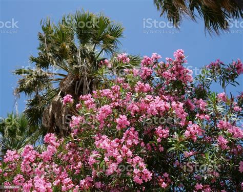 Pink Oleanders Stock Photo Download Image Now Oleander Palm Tree