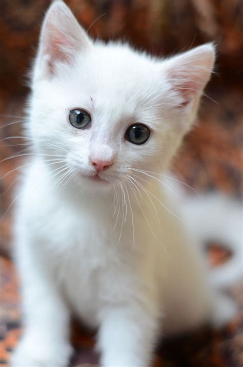 White Cat Pretty Cats Cute Cats Cats