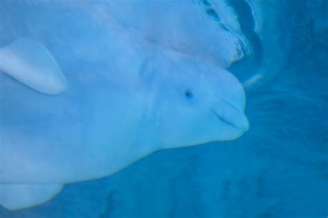 Beluga Whale Free Stock Photo Public Domain Pictures