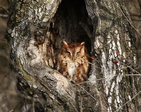 Eastern Screech Owl In Hole1 Dan Getman Bird Photos Flickr