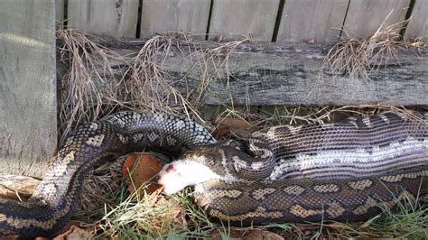 But will eating bugs make your cat sick? Carpet Python Eating A Cat. March 2016. Snake Out ...