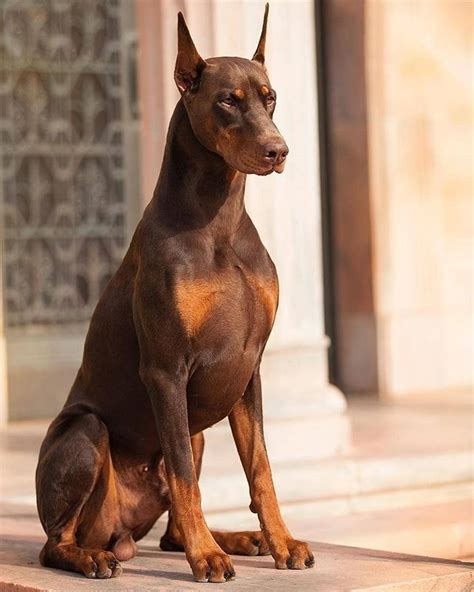 Gorgeous Doberman Ear Cropping Styles Harris Hounds Doberman Puppy