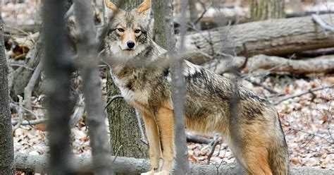 As Weather Warms Coyote Sightings More Common In Michigan