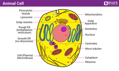Parts Animal Cell Easy Drawing And Label What Is The Difference