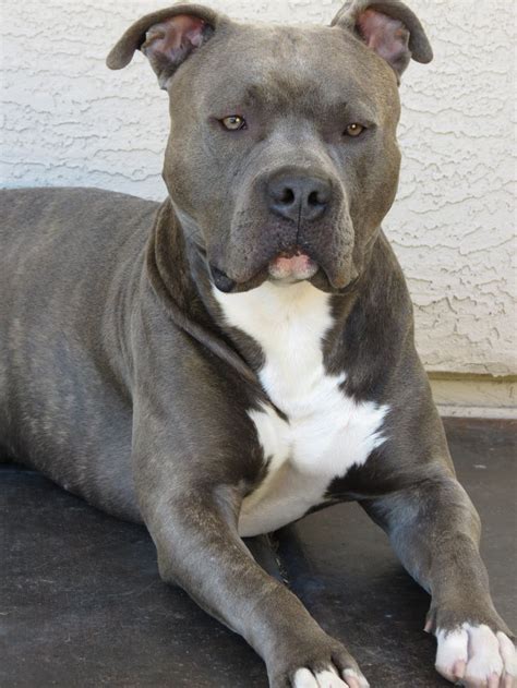 Knight Sabre The Thunderfoot 1 Year 3 Months Pitbull Apbtamstaff