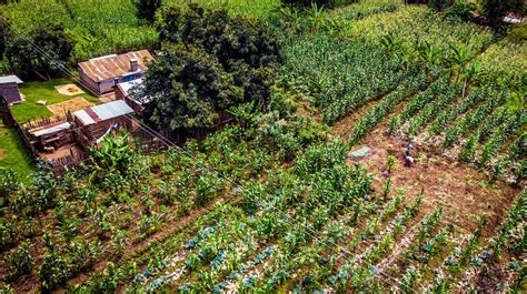 In Kenya Apollo Agriculture Is Building A Pathway To Commercial