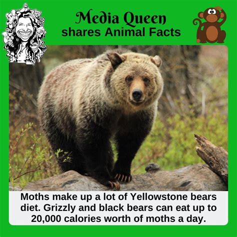 Did You Know That Moths Make Up A Lot Of Yellowstone Bears Diet