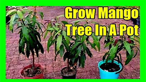 How To Grow Mango Tree In Pot Essential Guide Youtube