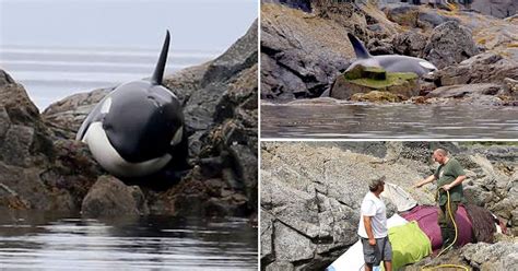 Giant Killer Whale Rescued After Becoming Stranded On Rocks Off The