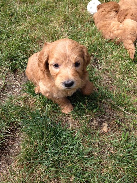 Mini and medium size goldendoodle puppies. Daisey's Doodles Seattle: Holiday F1b Mini Goldendoodle ...