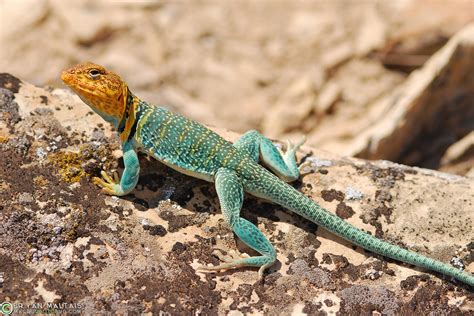 The Common Collared Lizard In Colorado Reptile Photography