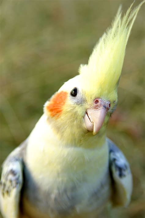 This Is One Of Our Favourite Cockatiel Pictures Find Everything You Need For Cockatiels Here