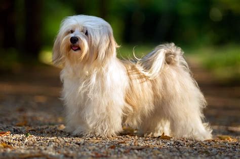 Top 10 Long Haired Dog Breeds In The World 2019