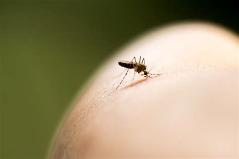 Premium Photo Mosquito Biting In The Arm Is A Cause Of Malaria