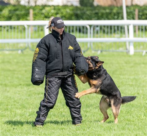 Every trainer needs dog bite protection suit to feel comfort, safety and confidence during bite training. Police Dog Training Suit | Dog Handler Clothes - £1,198.80