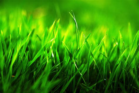 High Definition Photo Of Macro Wallpaper Of Grass Green Imagebankbiz