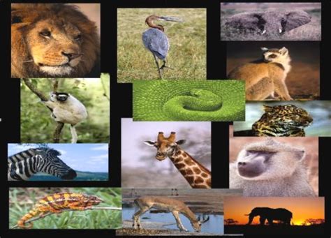 Endangered African Animals Healthy Eco