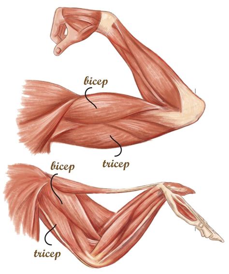 Chicken Wing Anatomy Diagram