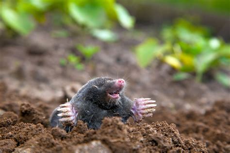 Moles Are Not Blind And Other Fun Facts Accurate Pest Control Ny