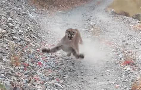 Cougar That Stalked Hiker In Viral Video Won T Be Murdered After All