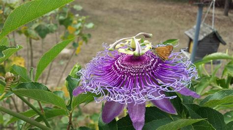 Passion Flower Birds And Blooms