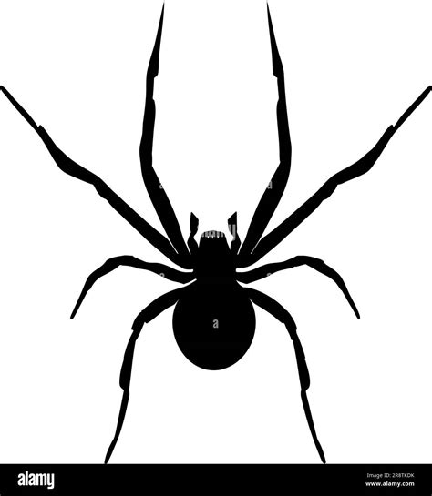 Black Widow Spider Silhouette Isolated On White Background Icon Vector