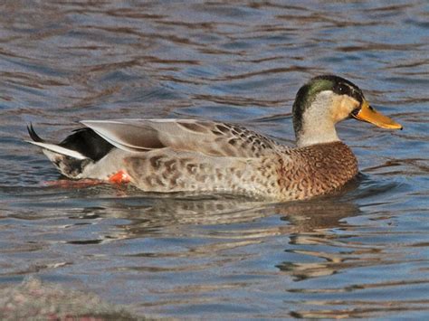 Bird Hybrids Mallard X Indian Spot Billed Duck