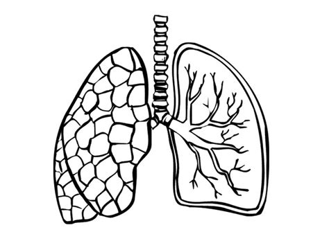 Healthy Lungs Cartoon Black And White Clip Art Library