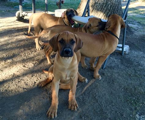 Search for pedigree puppies or rescue dogs for sale near you. Black Mouth Cur Puppies for Sale - Northern California ...